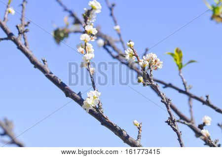 white peach blossom flower plum flower or peach tree