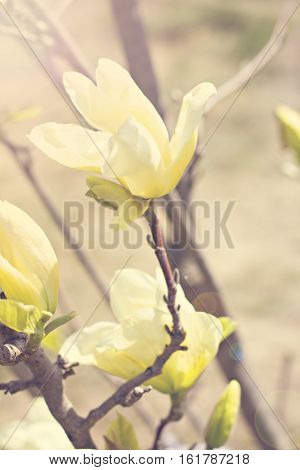 Blooming magnolia branch on a tree in the garden. Flowering magnolia tree densely covered with beautiful fresh white flowers
