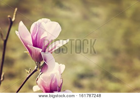 Blooming magnolia branch on a tree in the garden. Flowering magnolia tree densely covered with beautiful fresh pink flowers