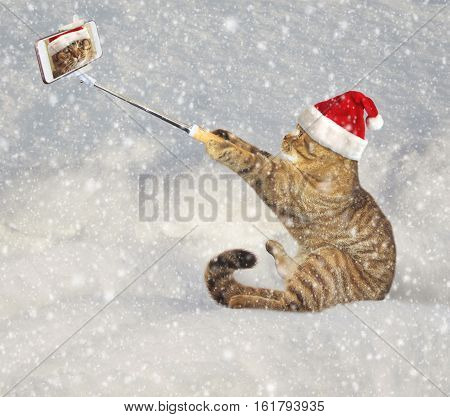 The cat is sitting in a snowdrift and making photo of himself. Snowing.