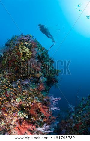 Diver Coral Life Diving Sudan Soudan Red Sea Safari