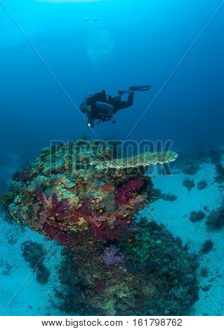 Diver Coral Life Diving Sudan Soudan Red Sea Safari