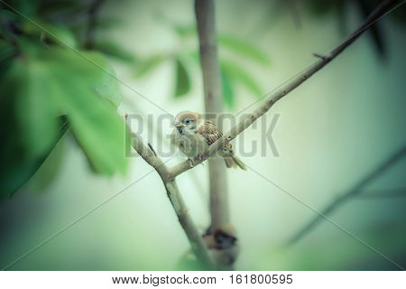 Nice shot of Sparrow bird on tree