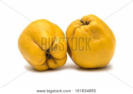 Quince fruit. Salubrious ripe yellow quince fruit