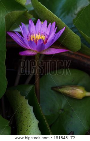 Lotus blossom and green leaves in the water