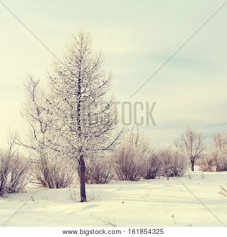 scenic winter landscape. view trees with snow