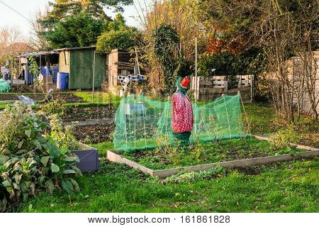 Allotments are small plots of land that you rent and cultivate yoursellf. This plot has a modern scarecrow to fend off the birds.