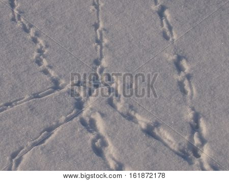 Traces of unprecedented animals on friable new-fallen snow