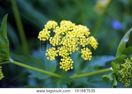 The inflorescence of a wild parsnip (Pastinaca sativa) blooming in Joliet, Illinois during May.
