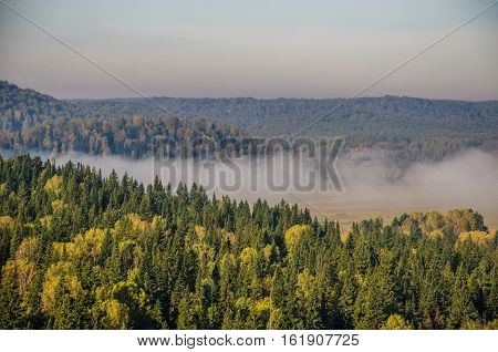 thick morning mist in coniferous forest. thickets of green forest.
