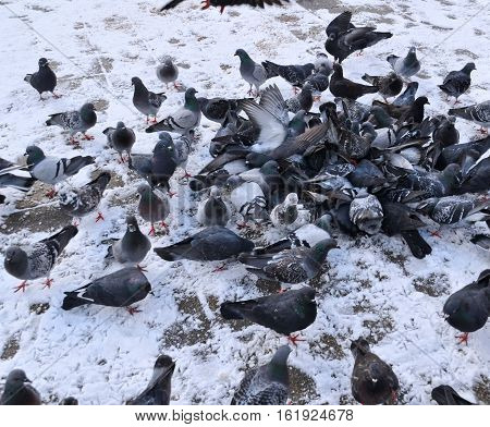 Hungry pigeons on top of each other to look for food near a park with snow. One pigeon have its wings wide opened.