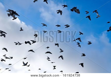 Some clouds nice blue sky some pigeons are flying away