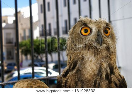 Bird the owl is always associated with wisdom.