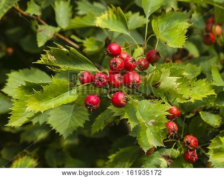 Berries and leaves on hawthorn or thornapple Crataegus close-up selective focus shallow DOF