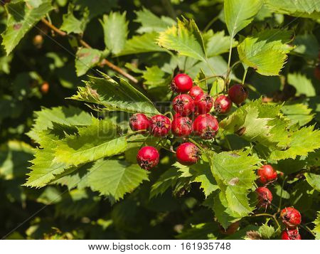 Berries and leaves on hawthorn or thornapple Crataegus close-up selective focus shallow DOF