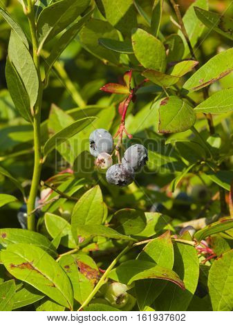 Tall huckleberry Vaccinium corymbosum riping berries close-up selective focus shallow DOF