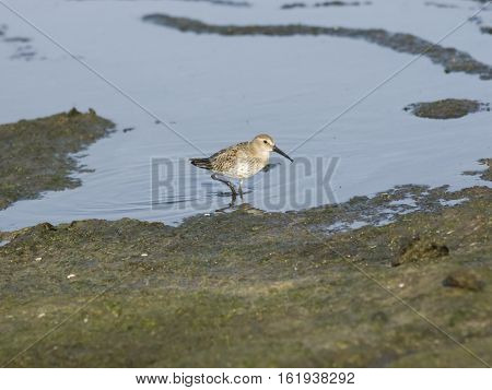 Red Knot Calidris canutus bird standing in tide at sea shoreline close-up portrait selective focus shallow DOF