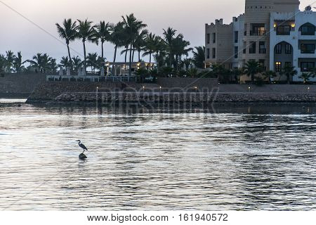 Grey Heron Bird in Sultanate Oman at Souly Bay harbour and Hotels Oceanside