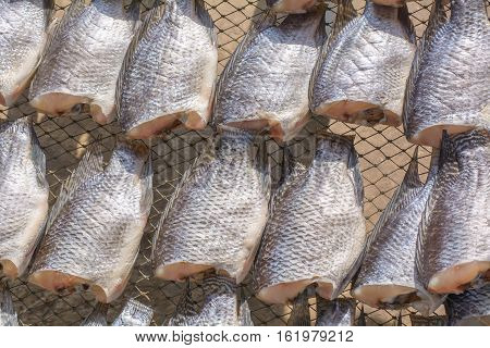 Oreochromis Niloticus On Net