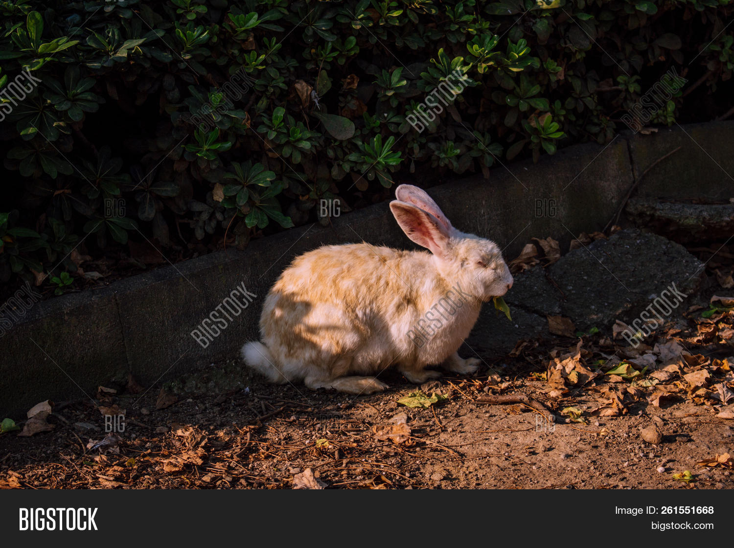 Rabbit. Beige Rabbit Image & Photo (Free Trial) | Bigstock