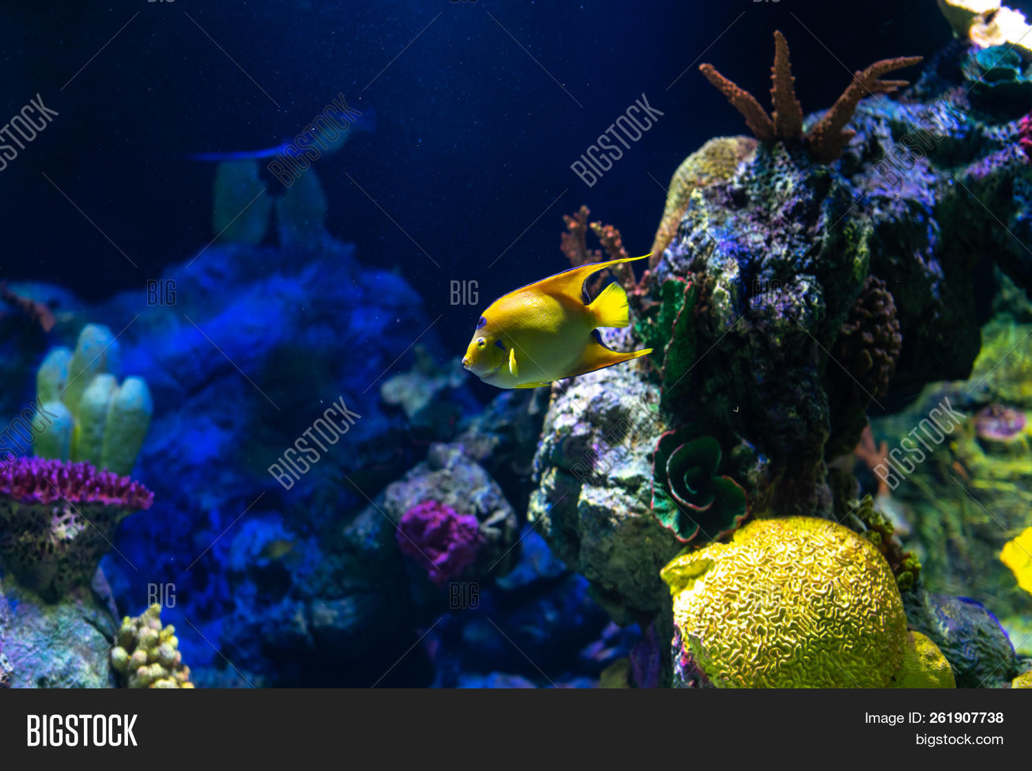 Tropical Fish Queen Image & Photo (Free Trial) Bigstock