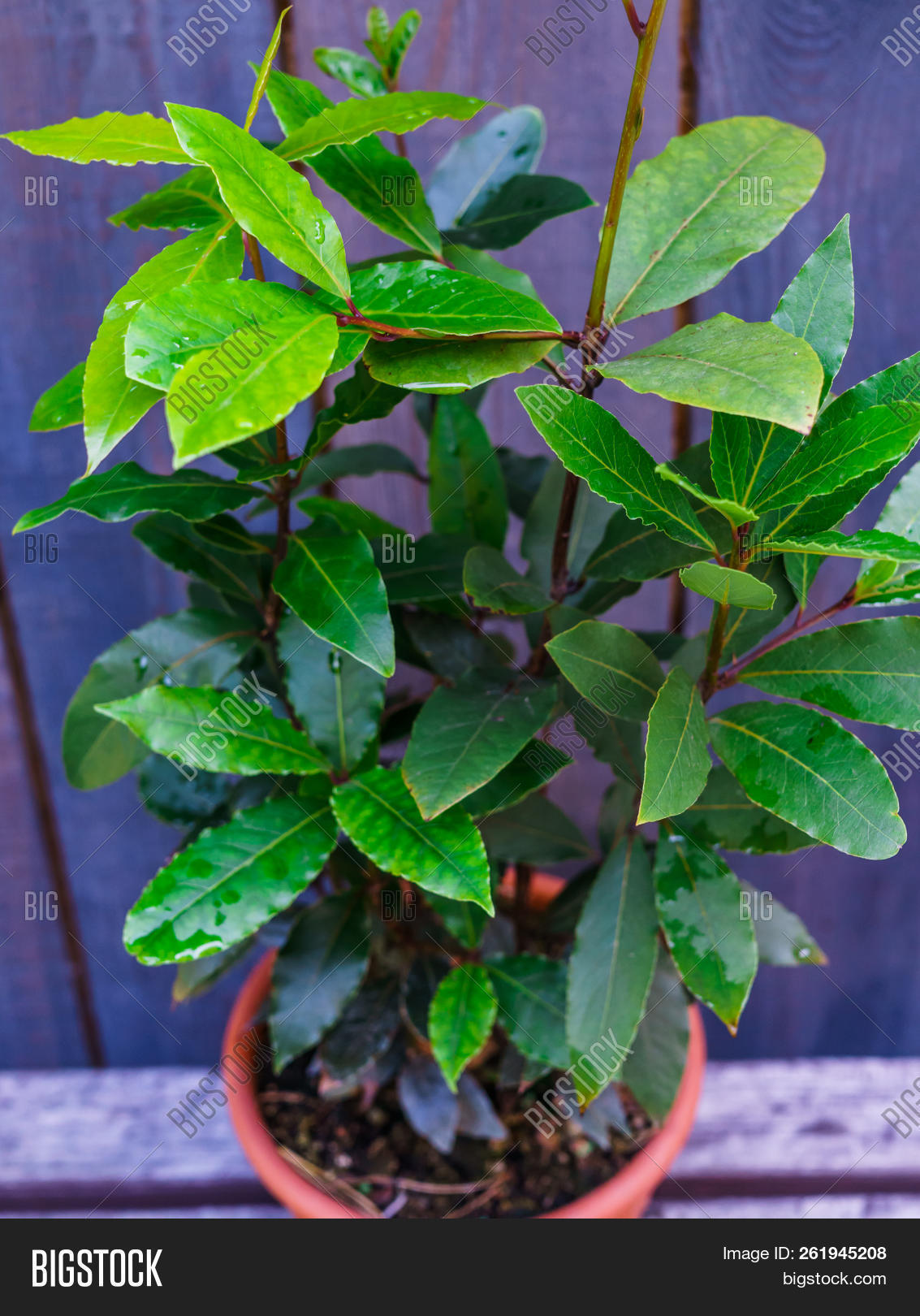 Bay Leaf Bush Flower Image & Photo (Free Trial) Bigstock