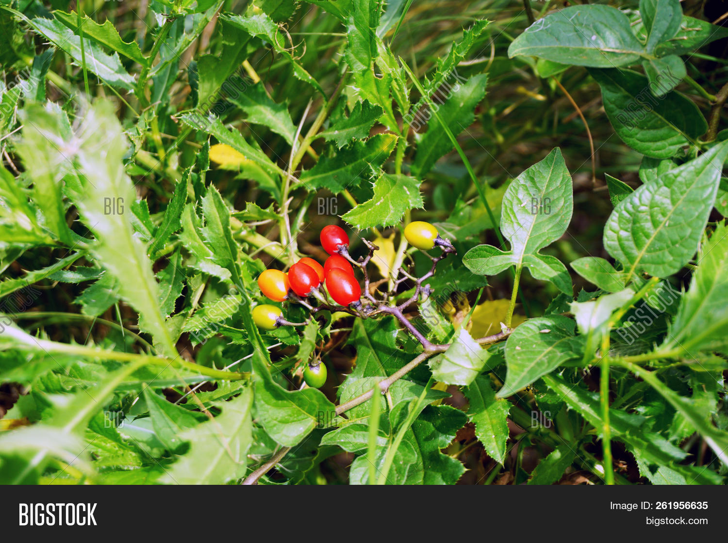 Cluster Ripe Poisonous Image Photo Free Trial Bigstock