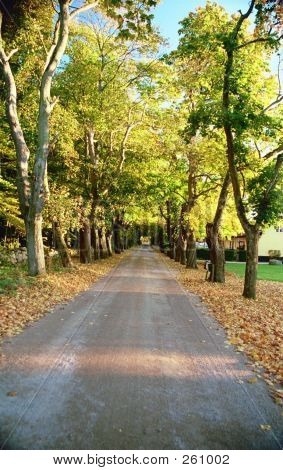 Autumnroad1
