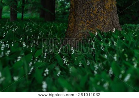 Glade With Lilies Of The Valley. Many Lilies Of The Valley Are Blossoming Near The Tree. Flowers In 