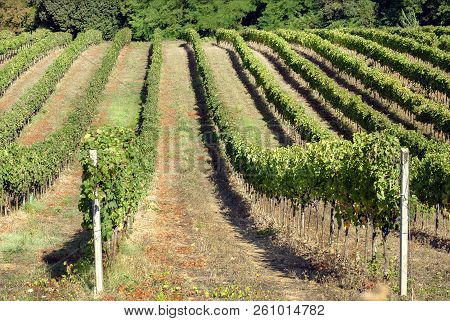 Green Vines With Grapes At Valley Of Tuscany. Land Of Grapeyards In Italy Under Sun.
