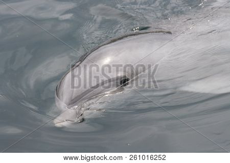 A Detail Shot Of A Dolphin (delphinidae)
