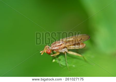 The Bedbug Sits On A Leaf.in The Morning The Grass Is Covered With Dew.
