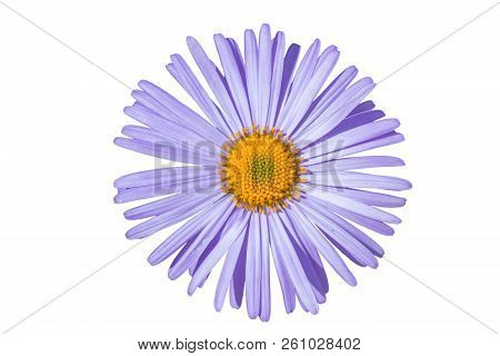 Aster Alpinus Isolated On White Background, Aster Alpinus Purple Violet Flowers In Bloom