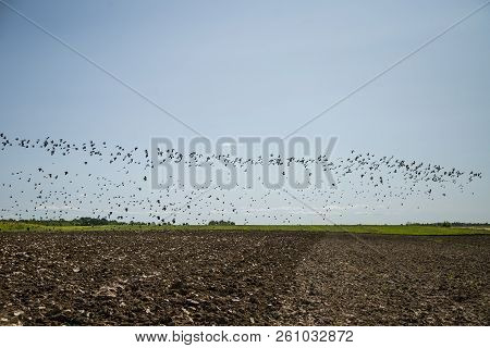 Starlings And Lapwings Ready For Migration Over The Field. Flock Of Birds Flying To South In Autumn.