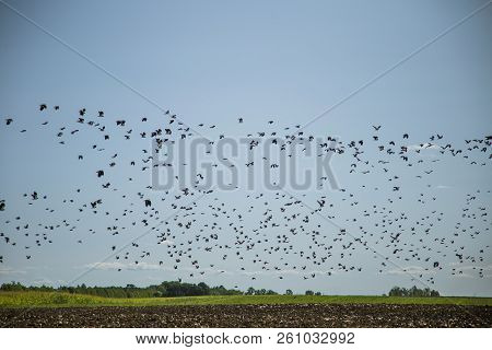 Starlings And Lapwings Ready For Migration Over The Field. Flock Of Birds Flying To South In Autumn.
