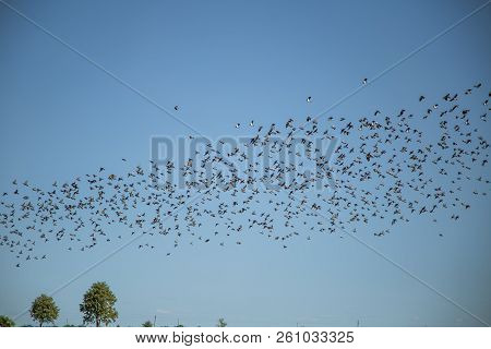 Starlings And Lapwings Ready For Migration Over The Field. Flock Of Birds Flying To South In Autumn.