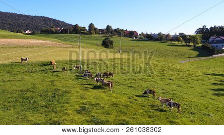 Catlle Herd Grazing On Mountain Pasture, Aerial Footage, Rural Scene, High Angle, Ecological Agricul