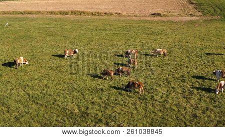 Catlle Herd Grazing On Mountain Pasture, Aerial Footage, Rural Scene, High Angle, Ecological Agricul