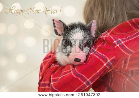 Portrait Of A Cute Little Spotted Piggy In Her Hands. Copy Space Christmas Lights Boche. Symbol New 