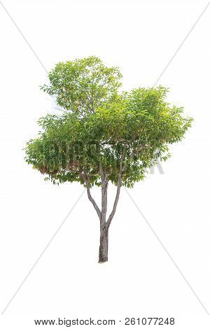 Closeup  Bullet Wood (mimusops Elengi Linn) Tree Isolated On White Background