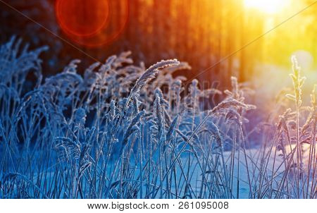Winter Landscape. Winter Beauty Scen, Close Up