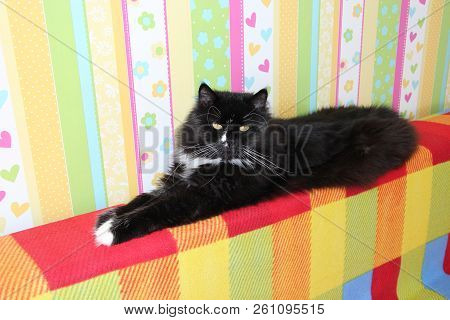 Black Cat Laying On Colored Back Of Sofa. Domectic Animal Has A Rest