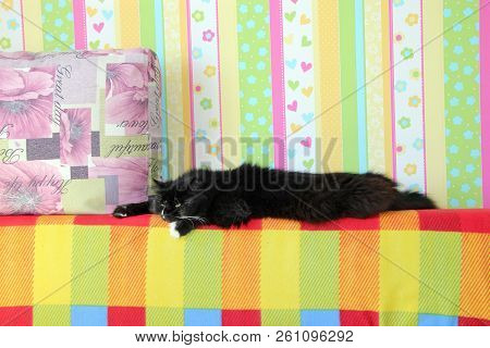Black Cat Laying On Colored Back Of Sofa. Domectic Animal Has A Rest