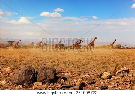 Group Of Giraffes Running In National Park Serengeti, Tanzania Africa. Safari.