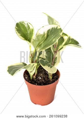 Peperomia Obtusifolia Potted Plant In Front Of White Background