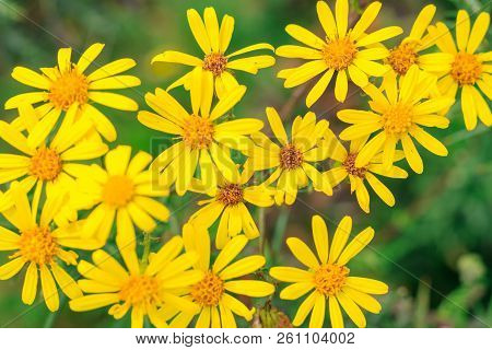 Selective Focus, Group Of Wild Yellow Daisies In A Wood Of The Uk