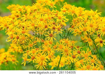 Selective Focus, Group Of Wild Yellow Daisies In A Wood Of The Uk