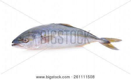 Whole Round Yellowtail Fish Or Hamachi Fish On White Background