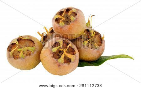 Freshly Picked Medlar Fruit, At This Stage The Fruit Are Hard And Acidic But Become Edible After The