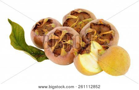 Freshly Picked Medlar Fruit, At This Stage The Fruit Are Hard And Acidic But Become Edible After The
